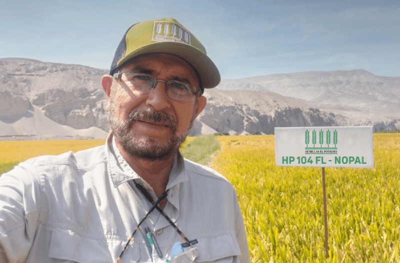 Nopal: una nueva alternativa para impulsar la productividad del arroz peruano